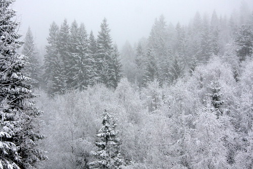 trees winter snow home norway