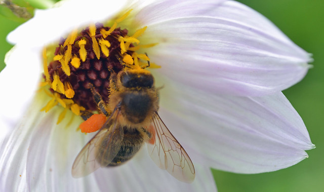 Photo：Honey bee on dalhia By conall..