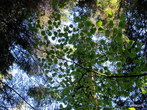 Looking Up at the Treetop Walk