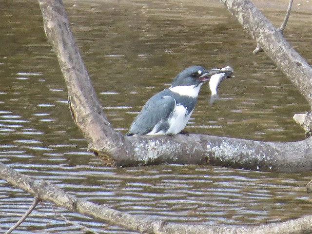 Belted Kingfisher at the Lock & Dam in Quincy, IL 01