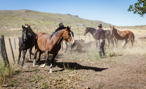 patagonia argentina caballos campo