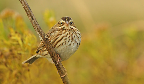 cute bird island marthas vineyard sparrow stare savannah marthasvineyard savannahsparrow cutebird