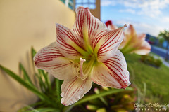 Candy Cane Lilies Flower