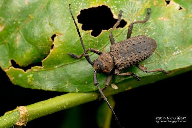 Longhorn beetle (Trachystola granulata) - DSC_4522