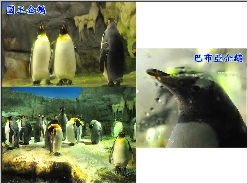 19 大阪海遊館 國王企鵝、巴布亞企鵝