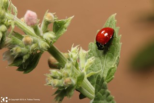Macro of Wet Ladybug