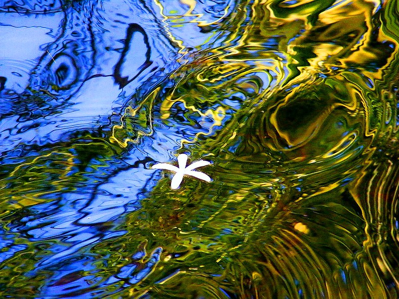 Flower in Abstract Water