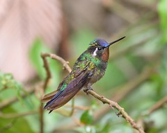 Roosting hummingbird in forest in Monteverde area of Costa Rica-20 3-25-14