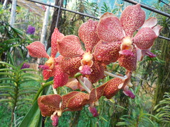 Sai Nam Phueng (Honeysuckle) Orchid Farm