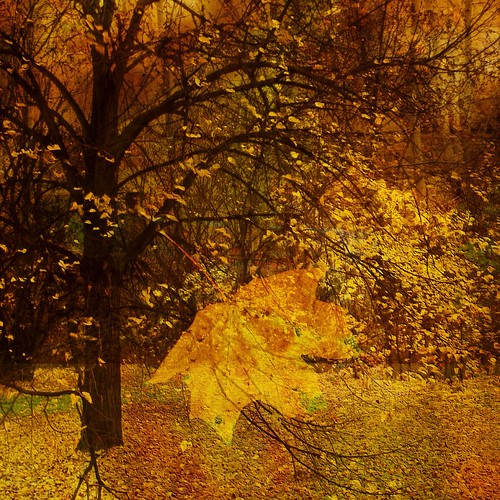 tree fall collage manipulated leaf ipad