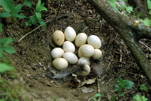 A brood of 13 eggs are found in this wild turkey nest. Wild turkeys lay eggs on the ground in a shallow depression softened with leaves and covered with vines and other plants. Gestation is about 28 days. (Courtesy National Wild Turkey Federation)