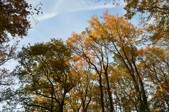 Jungfernheide Forst Berlin_ autumn color treetops forest