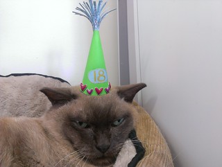 Abbey in her birthday hat