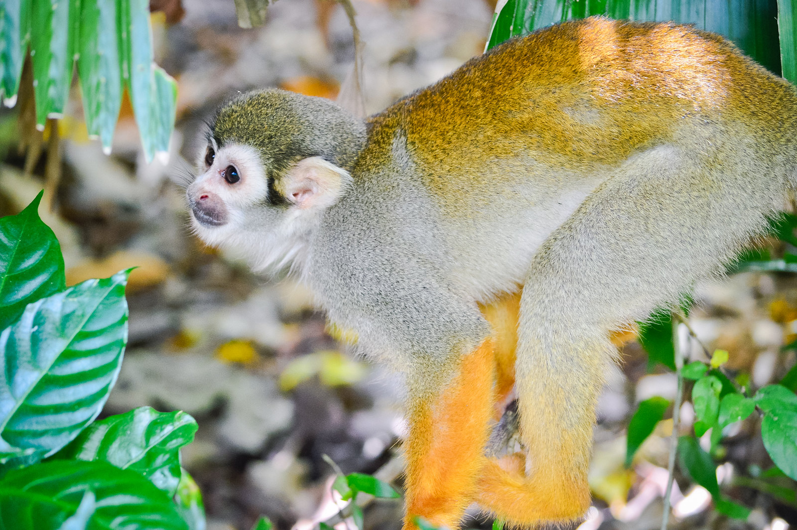 Singapore River Safari Squirrel Monkey