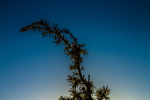 blue sunset sky closeup canon eos tip 1855 juniper saaremaa buesky 1100d