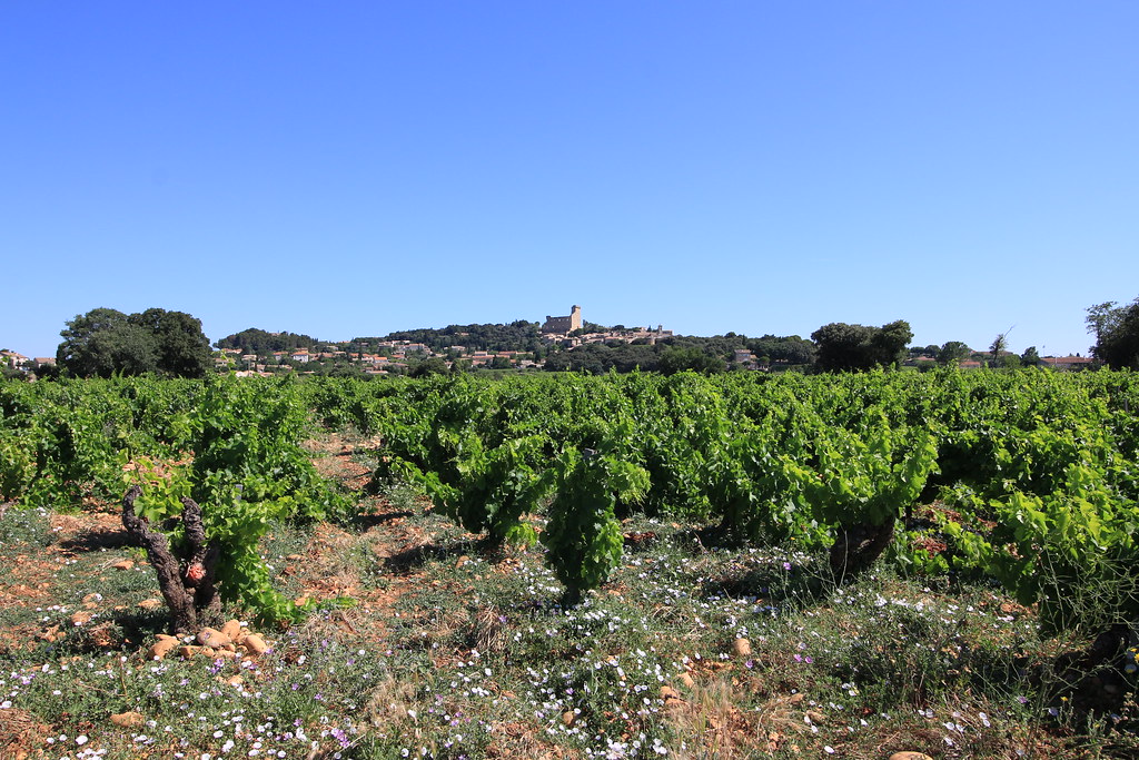 provence village chateauneuf du pape  vineyards