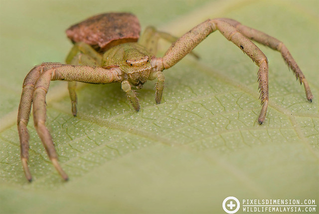 Pentagon-Abdomen Crab Spider- Massuria angulata ♀