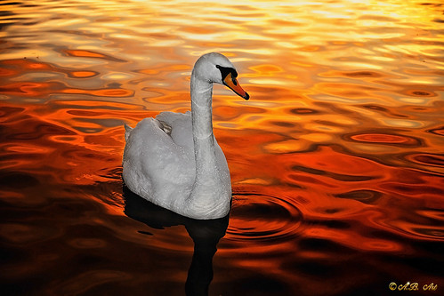 sunset reflection bird water animal swan wasser sonnenuntergang waterbird waterfowl sunsetlight schwan spiegelung tier vogel abart wasservogel altedonau tonemapped sonyalpha500 starburst911