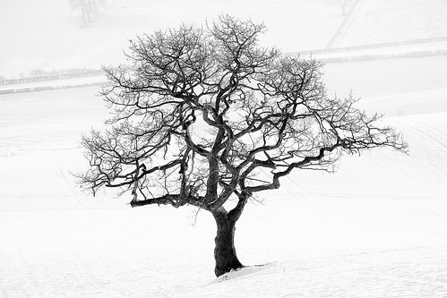 nottingham winter white snow black nature naked grey olympus panasonic fields omd em1 calverton 100300mm dancingtree dorkethead klythawk