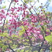 Cherry blossom by Helios 58mm with Fujifilm X-T1