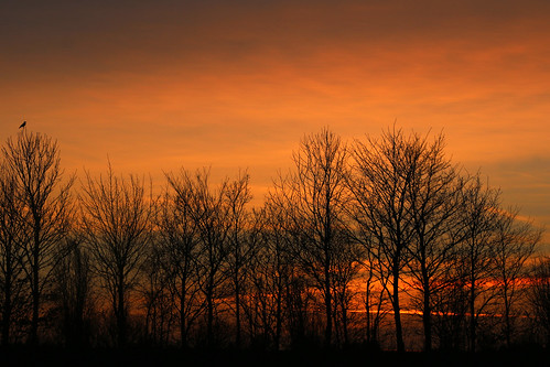 trees sunset sky bird sonnenuntergang træer himmel fugl solnedgang noplacelikehome skyporn