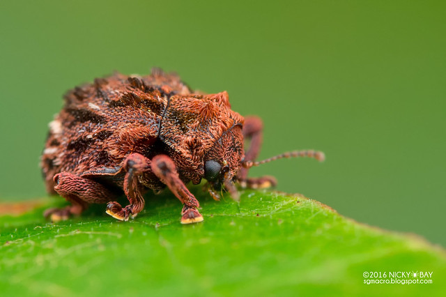 Leaf beetle (Aulacolepis decorata) - DSC_8863