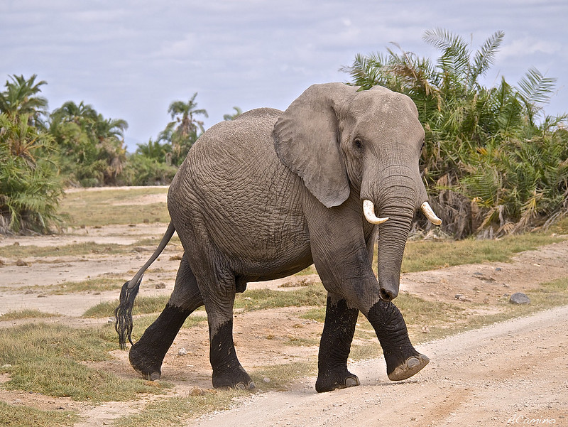 12 días de Safari en Kenia: Jambo bwana - Blogs de Kenia - Amboseli: Buscando la foto del elefante a los pies del Kilimanjaro (32)