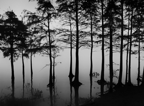 china blackandwhite bw mist lake reflection tree landscape haze mood hefei
