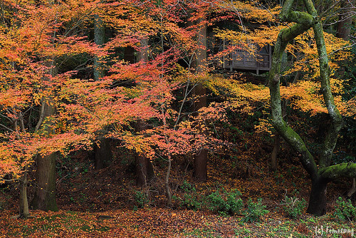 autumn color at Seiryuji Temple