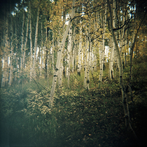 120 film forest colorado diana f aspen portra crestedbutte