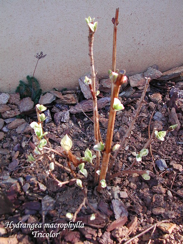Hydrangea macrophylla 'Tricolor'
