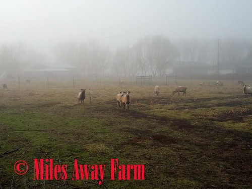 Foggy day Blackbelly sheep