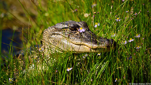 louisiana reptile alligator americanalligator 2014 alligatormississippiensis cameronparish cameronprairienwr yrarf
