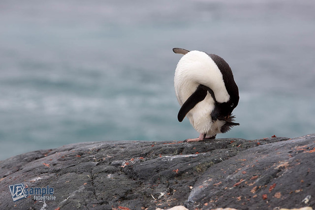 An Adelie Penguin waterproofing its feathers on Yalour Island, Antarctic Peninsula.