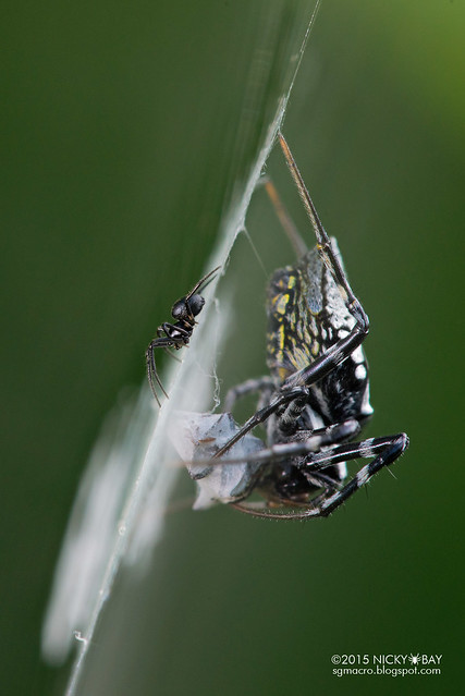 Black orb web spider (Neogea nocticolor) - ESC_0106