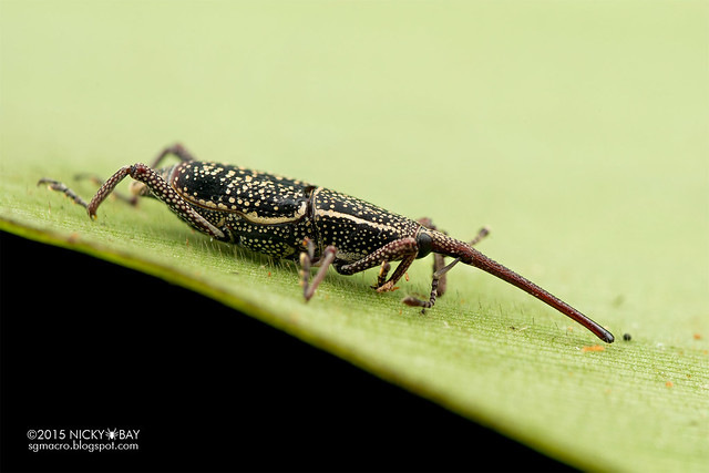 Weevil (Curculionidae) - DSC_4362