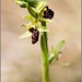 Ophrys - Photo (c) CALLEJERO ERRANTE, algunos derechos reservados (CC BY)