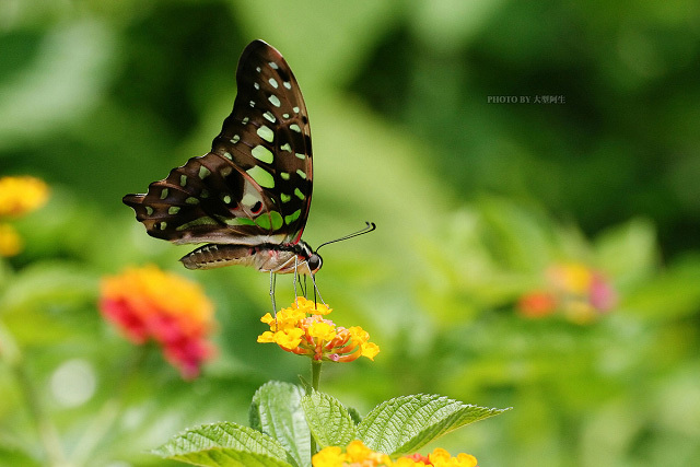 ▲【綠斑鳳蝶】這是台灣飛行速度最快的蝴蝶，沾花到離去的速度常比相機對焦還快上一些。圖片來源：大型阿生