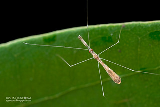 Thread-legged assassin bug (Emesinae) - DSC_1535