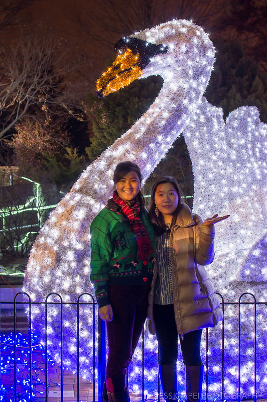 It’s a Jungle Out There: St. Louis Zoo Wild Lights | It&#39;s JPei
