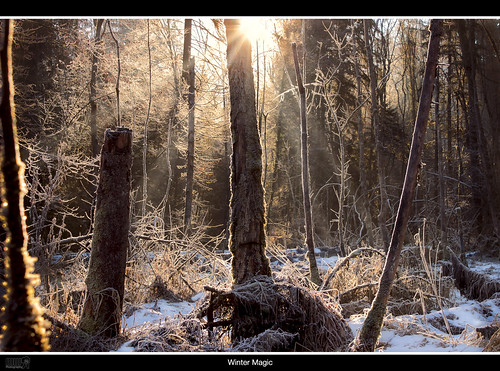 trees winter sun snow nature forest canon landscape eos schweiz switzerland europe dslr sunrays nationalgeographic berneseoberland 600d kantonbern fantasticnature thebeautyofnature glütschbachtal