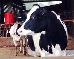 四方牧場是主婦聯盟合作社唯一合作的酪農品牌。牛隻得到良好的照顧，產出品質優量的鮮奶。攝影：林姝函