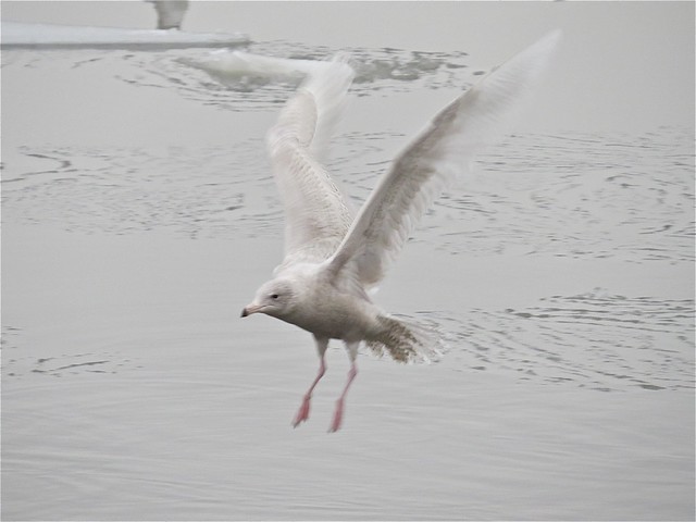 Glaucous Gull (1st Cycle) with Herring Gull at Peoria Lake in Peoria County, IL 08