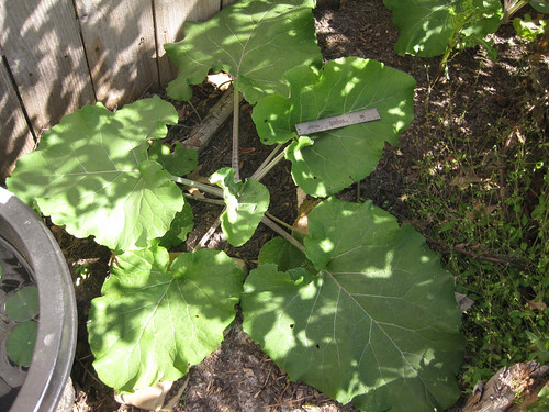 Burdock6inch