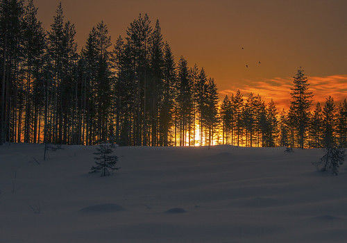 redsky red colorful sunset wintertime winter snow snowscape trees silhouette forest finland suomi milamai beautiful cold landscape originalimage sunlight maisema shining birds bird fly flying sky redforest woods