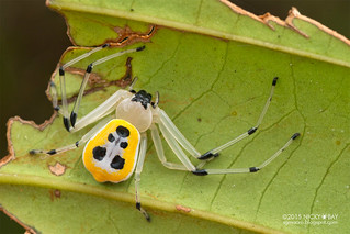 Crab spider (Platythomisus sp.) - DSC_2254