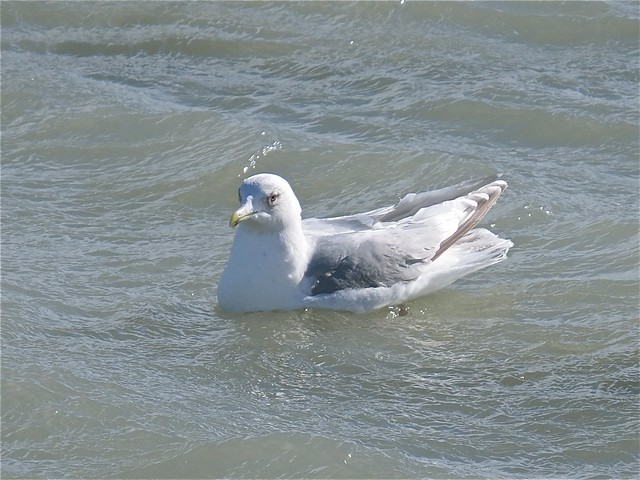 Iceland (Kumlien's) Gull (Adult) at North Point Marina in Lake County, IL 02