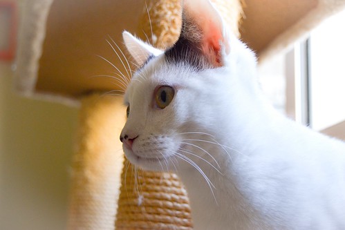 Carlo, gatito blanco con toque negro tímido y muy bueno esterilizado, nacido en Junio´14, en adopción. Valencia. ADOPTADO. 15746317868_1dfd3da1bf