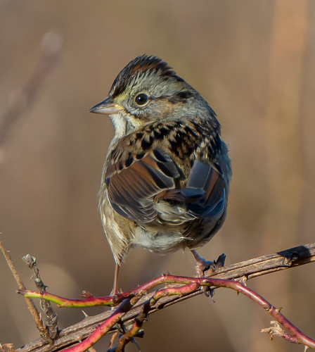 bird sparrow swampsparrow melospizageorgiana