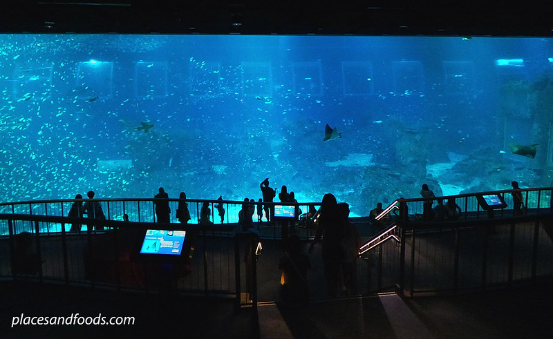 sea aquarium singapore